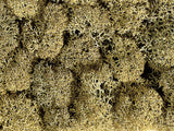 Noch 08600 - Lichen - Stone Gray (35g)