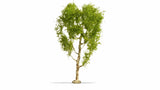 Noch 20125 - Downy Birch Tree (21cm)