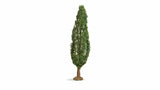 Noch 20130 - Poplar (18cm)