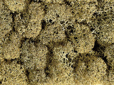 Noch 08600 - Lichen - Stone Gray (35g)