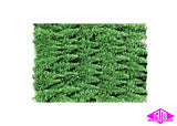 HEK-2230 - 100 Pine Trees - 5-7cm