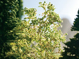 Noch 23100 - Nature Trees
