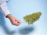 Noch 23100 - Nature Trees
