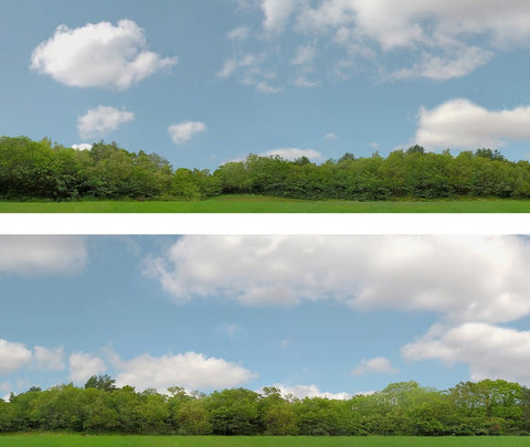 AP-ID147C24 - Backdrop Scenic - Trees - Pack C