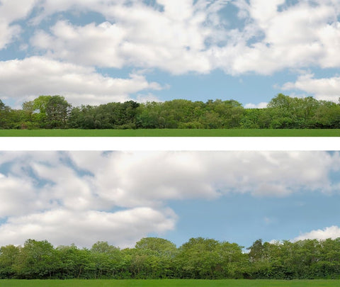 AP-ID147D24 - Backdrop Scenic - Trees - Pack D