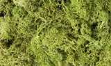 L162 - Lichen - Light Green