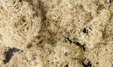 L166 - Lichen - Natural