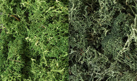 L168 - Lichen - Dark Green Mix