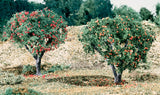 T47 - Fruit - Apples And Oranges