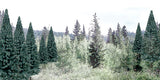 TR1587 - Blue Spruce 18pc (5.08cm-10.1cm)